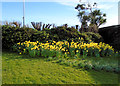 TQ1301 : Daffodils in Marine Gardens by Paul Gillett