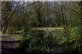 Cock Robin wood pond and water plants