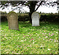 Spring flowers in Carleton Rode cemetery