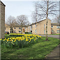 Lichfield Road: daffodils round the corner