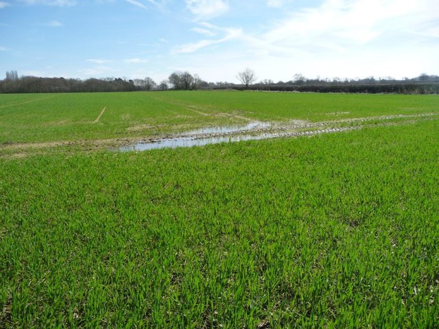 Waterlogged cereal field, south-west of Decoy Barn