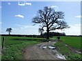 Tree And Footpath