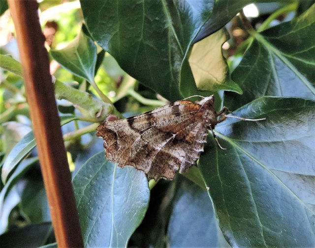 An early thorn moth on ivy, Churchland Lane
