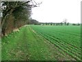 Footpath And Field Boundary