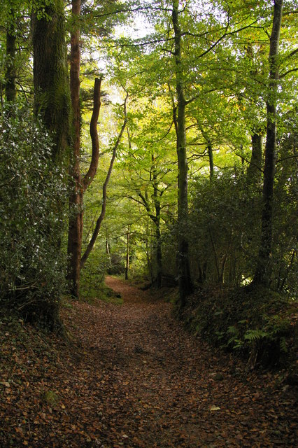 Lanhydrock: path in Colgare Plantation