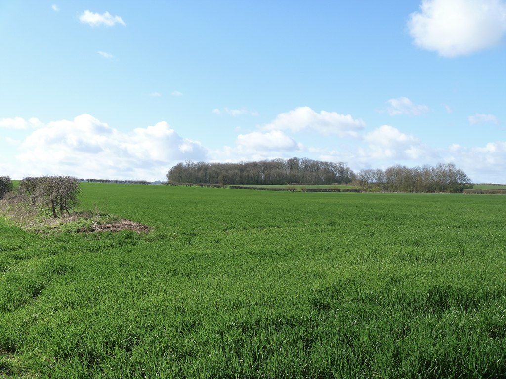 Field and wood © Michael Dibb cc-by-sa/2.0 :: Geograph Britain and Ireland