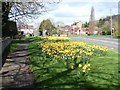 A host of golden daffodils