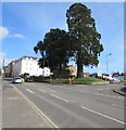 Conifers on an Axminster corner