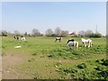 Sipson - Horse Farm near Heathrow Access Motorway