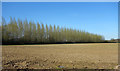 SU6862 : Line of Poplars by Des Blenkinsopp