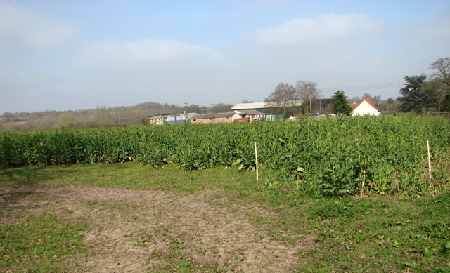 Crop field by Bungalow Farm