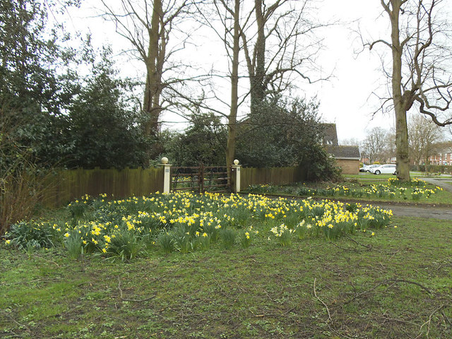Daffodils outside Offley House