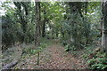 SX8143 : Track, France Wood by N Chadwick