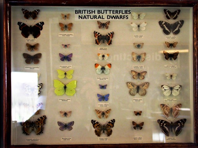 Dwarf British butterflies display