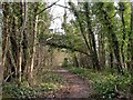 The old road to Coghurst Hall from The Ridge