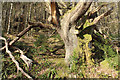 NX4080 : Old Tree, Glen Trool by Billy McCrorie