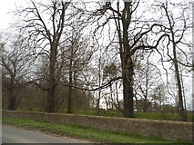 TF0305 : Trees by Old Great North Road, Wothorpe by David Howard