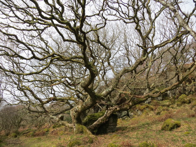 Path in Glenan Forest Nature Reserve passes a mature oak tree