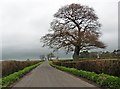 Station Road, Shapwick