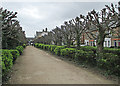 The avenue to Mill Road Cemetery