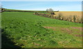 Fields near Polgreen