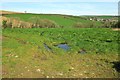 Field near Polgreen