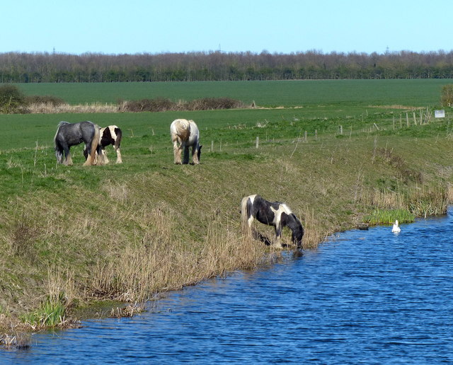 Horses next to the Middle Level Main Drain