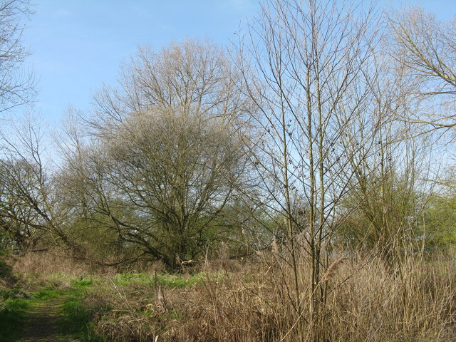 Alder and Willow by Paddy's pond © M J Richardson cc-by-sa/2.0 ...