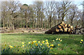 SU5761 : Logs and Daffodils by Des Blenkinsopp