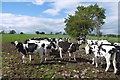 Holstein heifers near Gillhall