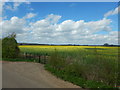 Rapeseed Fields near Shottesbrooke Farm