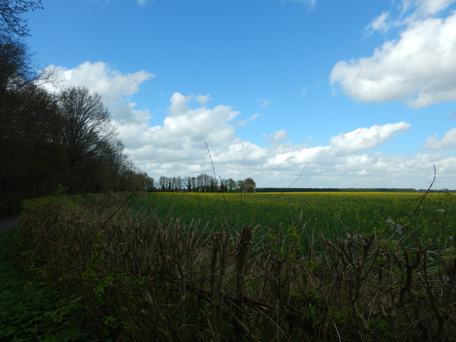 Field on Butches Lane near White Waltham