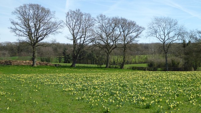 Wild daffodils near Kempley