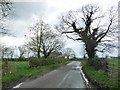 SJ7267 : Ivy-covered tree, Byley Lane by Christine Johnstone
