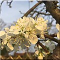 Plum blossom