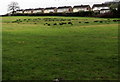 Field behind Thornhill Road houses, Upper Cwmbran