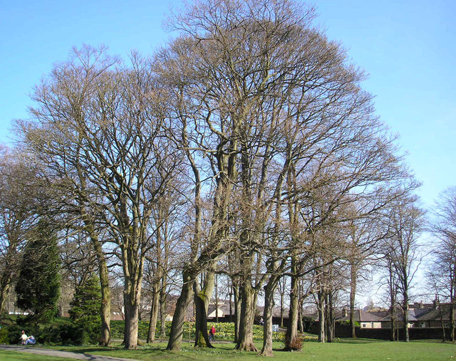 Trees in Myrtle Park