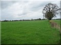 Farmland, Rudheath Lodge Farm [2]