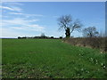 Hedgerow and field, Yoxall