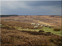 SE8098 : Sheep on Wheeldale Moor by Jonathan Thacker
