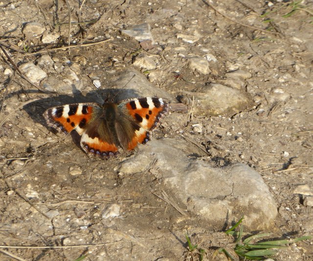 First butterfly of the season: Small Tortoiseshell