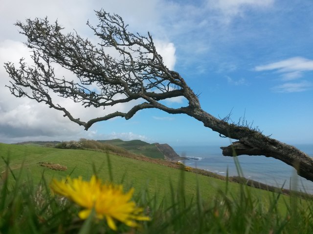 Seatown: view below a windswept tree