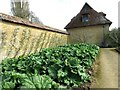 Rhubarb crop at Barrington Court