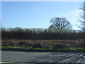 Hedgerow beside the A51