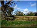 Rushes, Beragh