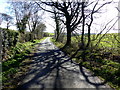 Tree shadows along Rectory Road