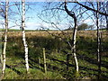 Trees, Laragh / Clogherny Glebe Lower