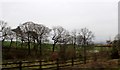 NS6770 : Woods and fields near Muirhead by Alan Reid