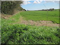 SU8410 : Hedge and Field near Welldown by Chris Wimbush