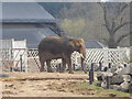 Elephant at Colchester Zoo